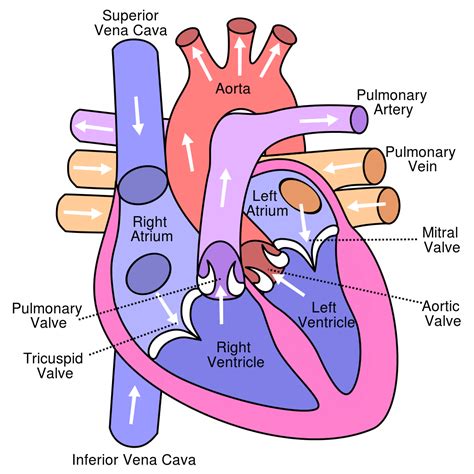 Schematic Diagram Of Blood Flow In The Heart