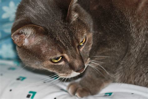 Manx Cat - Blue Mackerel Tabby | Manx, close-up profile side… | Flickr