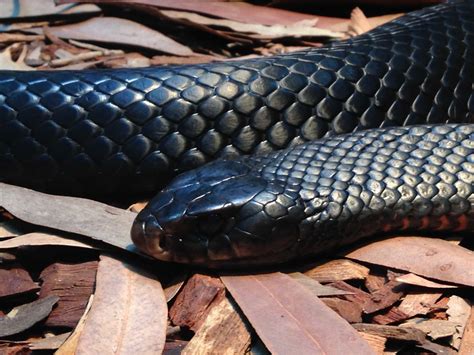 Free picture: black snake, viper, wildlife, cobra, reptile, venom, danger