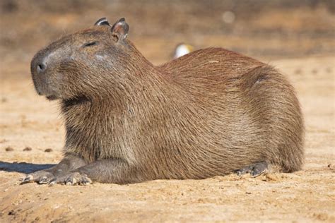 Ten Interesting Facts About The Capybara, The World's Largest Rodent