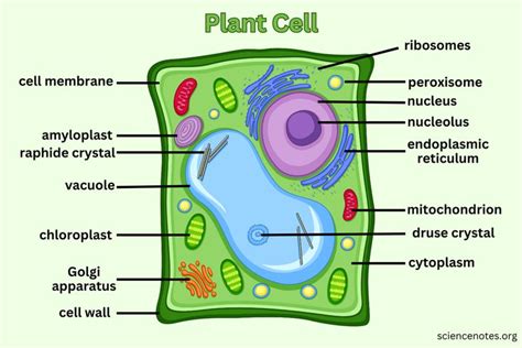 Plant Cell - Diagram, Organelles, and Characteristics in 2023 | Plant cell diagram, Plant cell ...