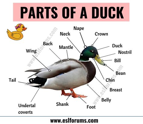 Duck Anatomy: Different Parts of a Duck with ESL Picture! - ESL Forums