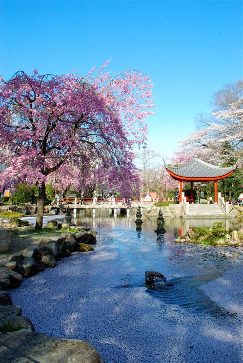 Cherry Blossoms, Sakura in Japan | Pinlovely