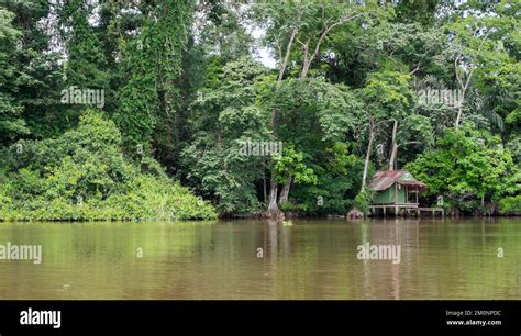 Jungle and small wooden house on the shores of the Tortuguero Canal in Costa Rica Stock Photo ...