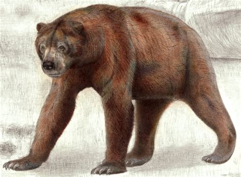 South American Giant Short-faced Bear by Jagroar on DeviantArt