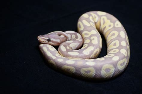 25 Most Popular Ball Python Morphs (With Pictures 🐍)