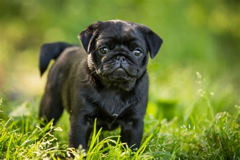 Los 10 datos principales sobre los cachorros de Pug negro que debes saber | veterinario ...