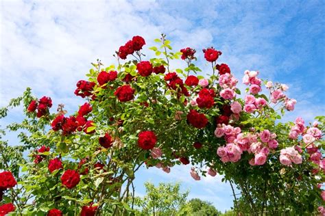 Gardening Advice: Pruning Climbing Roses | Garden Design