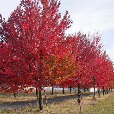 Red maple tree - virtaustralia