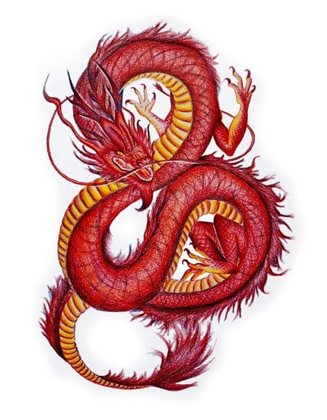 Chinese Dragon Pencil Drawing - photos and vectors