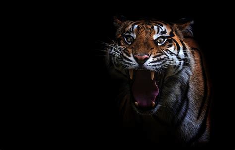 Tiger Eyes Wallpapers - 4k, HD Tiger Eyes Backgrounds on WallpaperBat