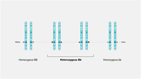 Heterozygous