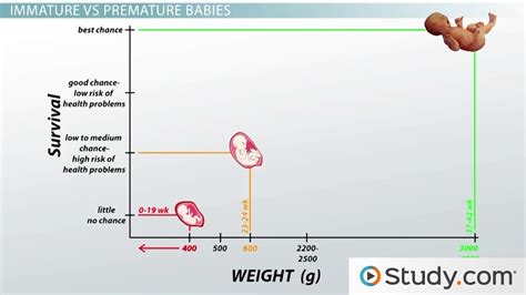 Premature Births and Associated Complications - Lesson | Study.com