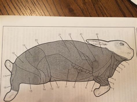 Rabbit Muscles Diagram | Quizlet