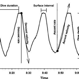 Section from a typical elephant seal dive record along with the... | Download Scientific Diagram