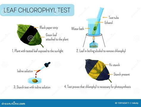 Leaf Chlorophyll Test. School Scientific Experiment Proves Photosynthesis in Plants Stock ...