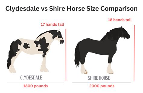 Horses Size Comparison | NBKomputer