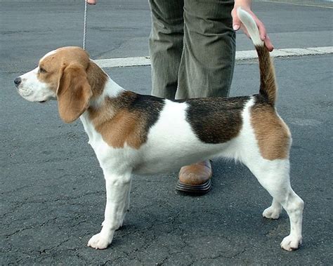 Beagle - Wikipedia