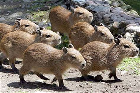 Cute Baby Capybaras