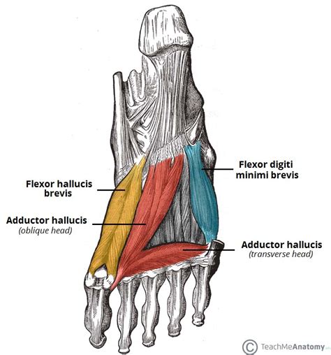 Muscles of the Foot - Dorsal - Plantar - TeachMeAnatomy