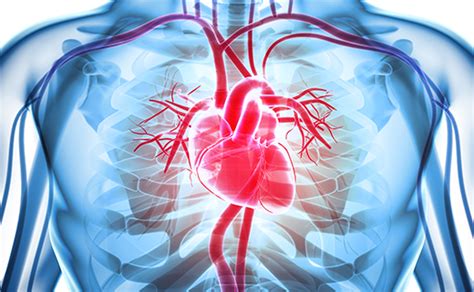 Anatomy and Function of the Coronary Arteries | Johns Hopkins Medicine