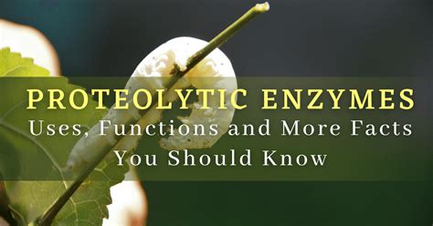 Proteolytic Enzymes: Uses, Functions and More Facts You Should Know