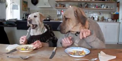 Dog eating food with human hands, grain free dog foods uk