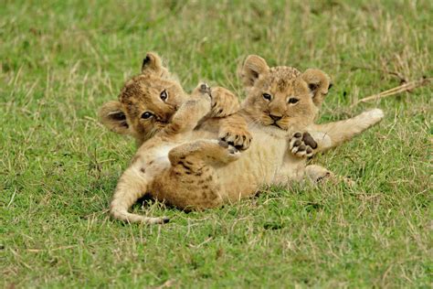 Pair of lion cubs playing, Masai Mara Game Reserve, Kenya - Stock Photo - Dissolve