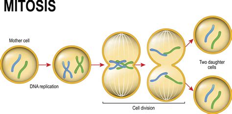 A Study of the Basic Difference Between Mitosis and Meiosis