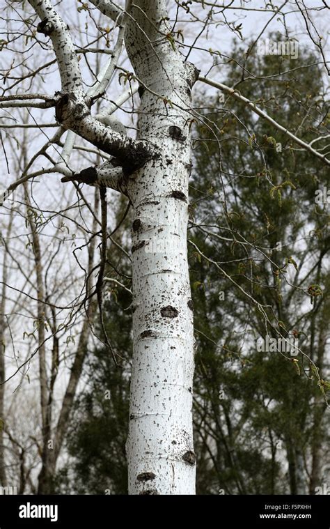 Poplar tree bark hi-res stock photography and images - Alamy