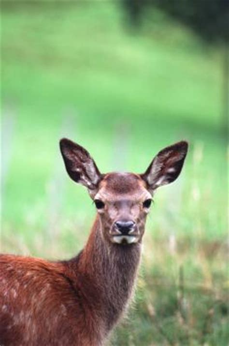 Why Do Deers' Eyes Glow? | Animals - mom.me