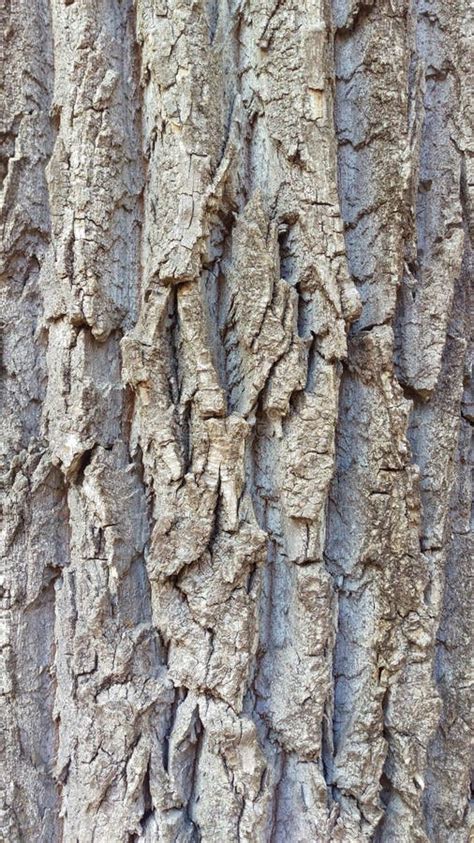 Poplar Bark, Elm Macro, Dry Skin Stock Image - Image of trunk, groove: 147001401