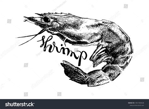 Realistic Shrimp Isolated Detailed Black White Stock Vector (Royalty Free) 1961969428 | Shutterstock