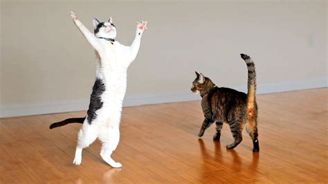 Two Incredibly Excited Cats Play With a Strand of Yarn Attached to a Spinning Ceiling Fan