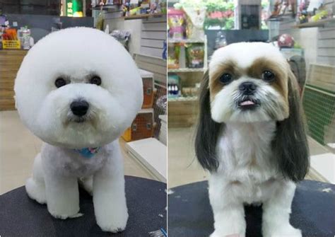 5 Unique Grooming Styles For Dogs - Kenchii Grooming