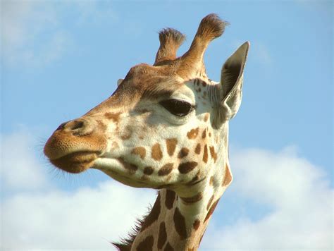 File:Giraffe Portrait, Woburn Safari Park.jpg