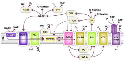 Reaction scheme of photosynthesis in cyanobacteria. The lumen processes... | Download Scientific ...