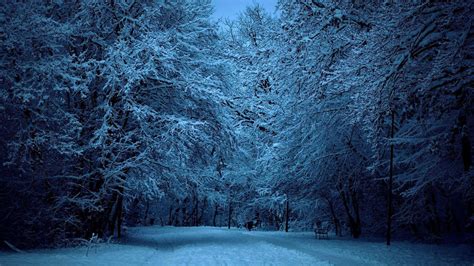 Winter Night Forest Wallpapers - Top Free Winter Night Forest Backgrounds - WallpaperAccess