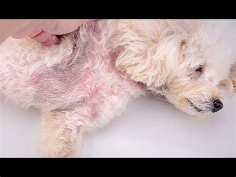 Is A Dogs Skin Yeast Infection Contagious