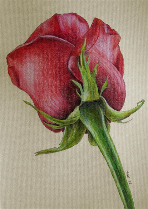 Red Rose Drawing by Jenny Haslimeier