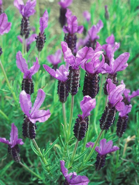 Spanish Lavender Varieties - Lavender Plant