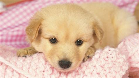 Brown Cute Puppy Is Lying Down On Light Pink Wool Knitted Towel HD Animals Wallpapers | HD ...