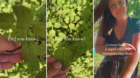 Gardener shares the unexpected houseplant that will keep mosquitoes away: ‘It works every time’