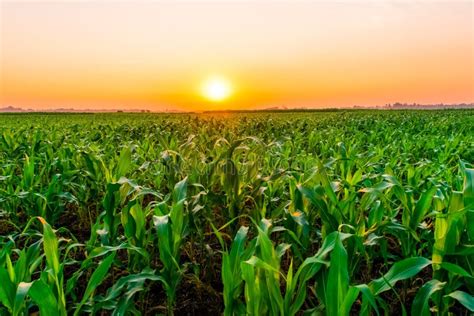 Sunset Above the Corn Field Stock Image - Image of farm, maize: 161413433