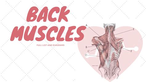 Back Muscles: Names And Diagram - Science Trends