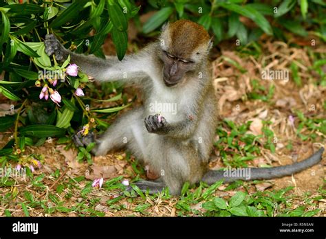 Funny Monkey eating Stock Photo - Alamy