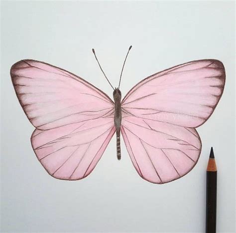 Colorful Pink Butterfly Drawing | Butterfly drawing, Pink drawing, Pink butterfly