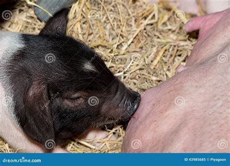 Momma Pig Feeding Baby Pigs Stock Photo - Image: 43985685