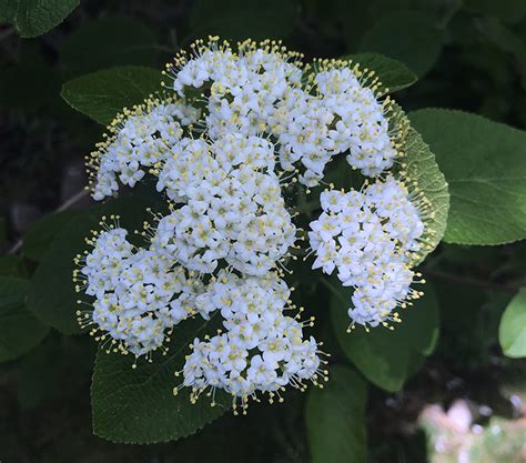 26+ Bridal Wreath Spirea Shrub