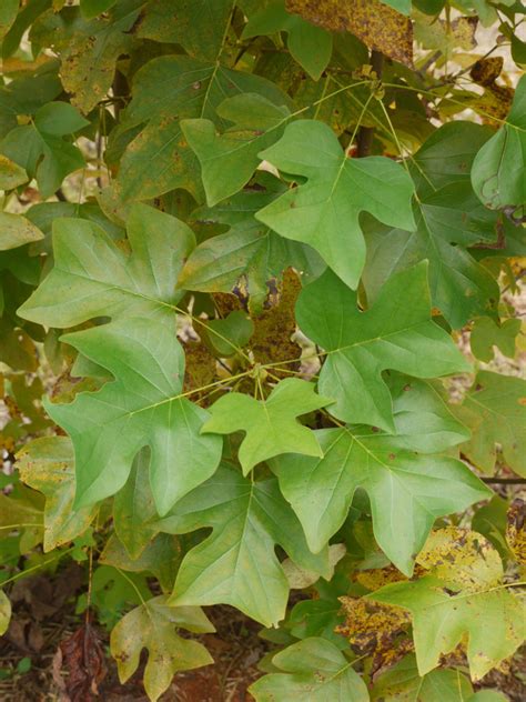 Poplar Tree Identification